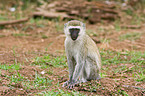 vervet monkey
