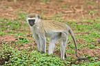 vervet monkey