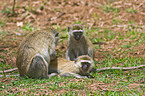 vervet monkey