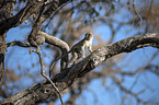 walking Vervet Monkey