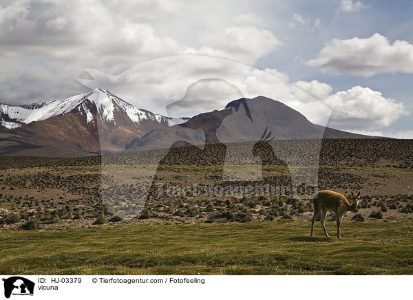 Vikunja / vicuna / HJ-03379