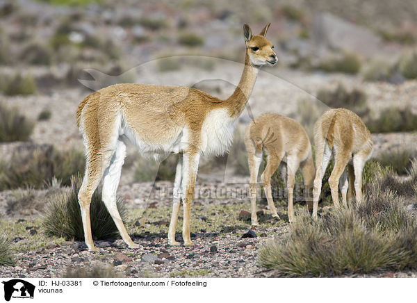 Vikunjas / vicunas / HJ-03381