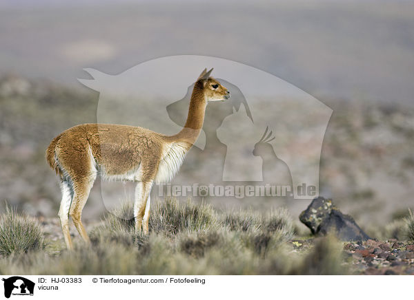 Vikunja / vicuna / HJ-03383