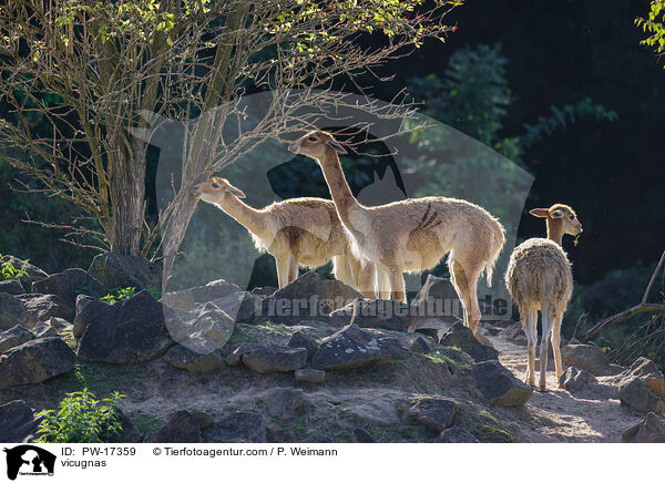 vicugnas / PW-17359