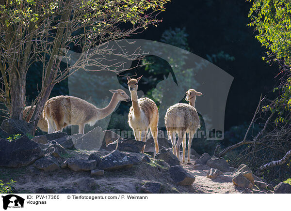 vicugnas / PW-17360