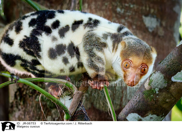 Waigeo-Tpfelkuskus / Waigeou cuscus / JR-06753