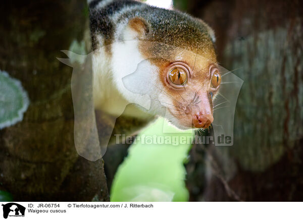 Waigeo-Tpfelkuskus / Waigeou cuscus / JR-06754