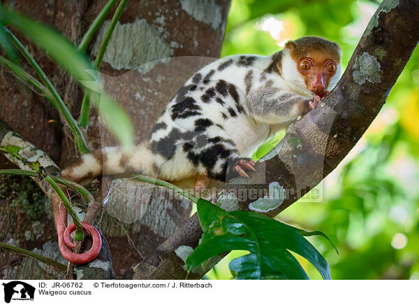 Waigeo-Tpfelkuskus / Waigeou cuscus / JR-06762