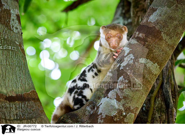 Waigeo-Tpfelkuskus / Waigeou cuscus / JR-06772