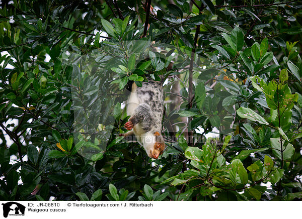 Waigeo-Tpfelkuskus / Waigeou cuscus / JR-06810
