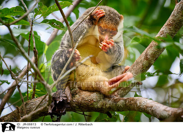Waigeo-Tpfelkuskus / Waigeou cuscus / JR-06813