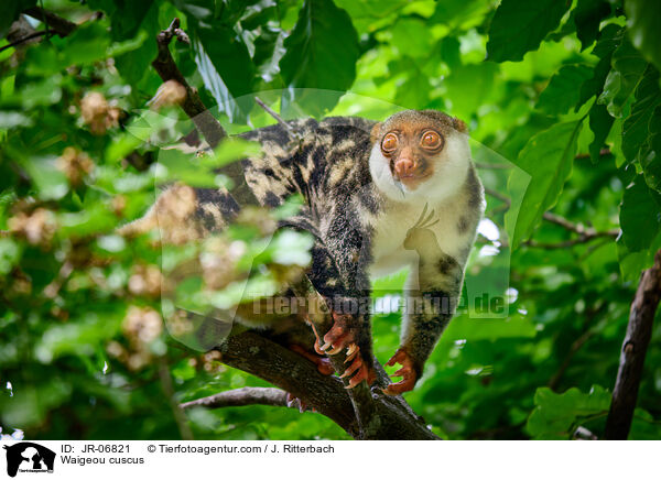 Waigeo-Tpfelkuskus / Waigeou cuscus / JR-06821