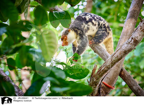 Waigeo-Tpfelkuskus / Waigeou cuscus / JR-06841