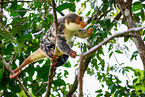 Waigeou cuscus