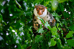Waigeou cuscus
