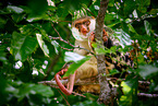 Waigeou cuscus