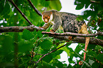 Waigeou cuscus