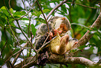 Waigeou cuscus