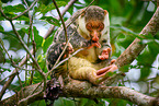 Waigeou cuscus