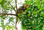 Waigeou cuscus