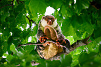 Waigeou cuscus