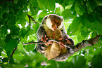 Waigeou cuscus
