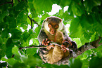 Waigeou cuscus