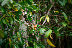 Waigeou cuscus