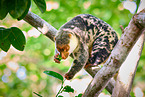 Waigeou cuscus