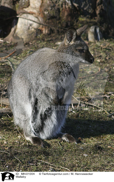 Wallaby / Wallaby / MH-01004