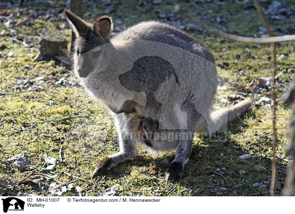 Wallaby / Wallaby / MH-01007