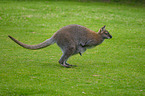 Wallaby