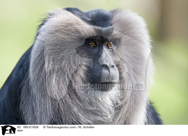 ape / WS-01936