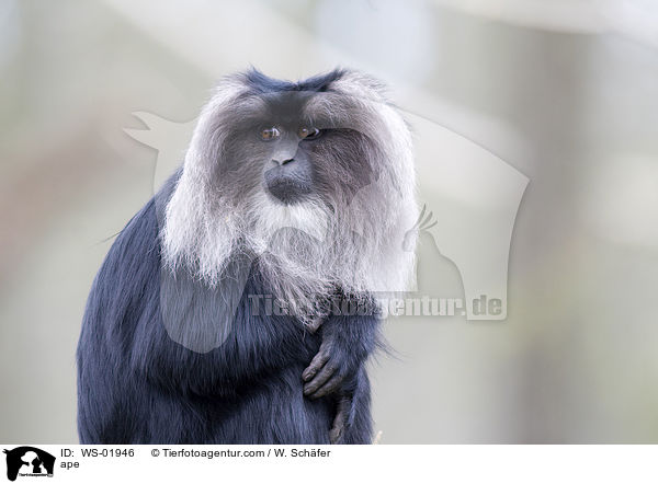 Bartaffe / ape / WS-01946