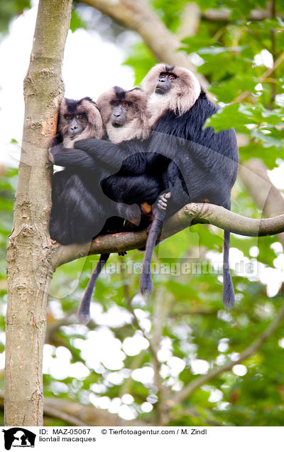 Bartaffen / liontail macaques / MAZ-05067
