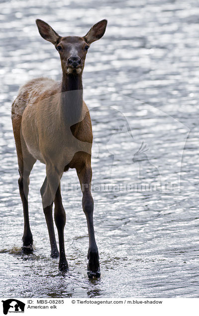 Wapiti / American elk / MBS-08285
