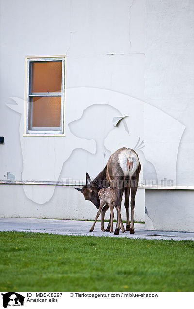 Wapitis / American elks / MBS-08297