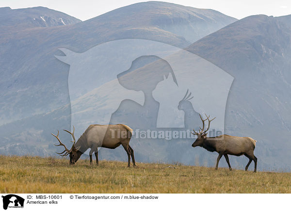 Wapitis / American elks / MBS-10601