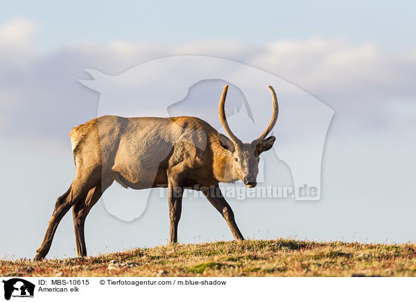 Wapiti / American elk / MBS-10615