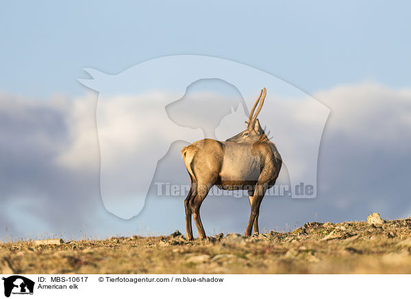 Wapiti / American elk / MBS-10617