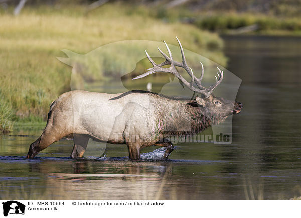 Wapiti / American elk / MBS-10664