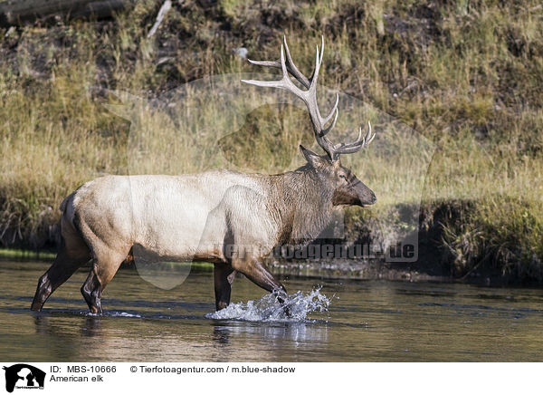 Wapiti / American elk / MBS-10666