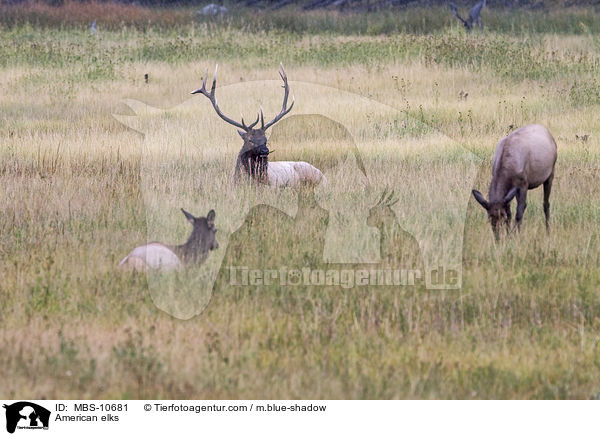 Wapitis / American elks / MBS-10681