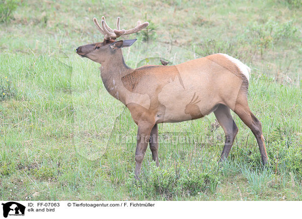 Wapiti und Vogel / elk and bird / FF-07063