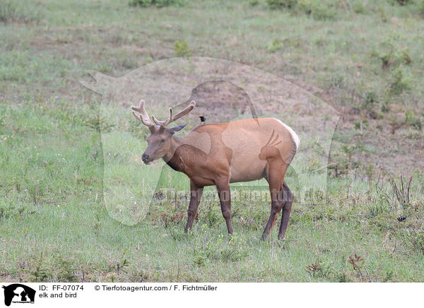 Wapiti und Vogel / elk and bird / FF-07074