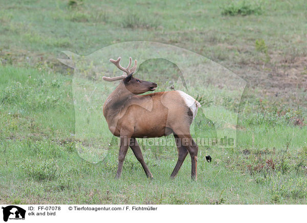 elk and bird / FF-07078