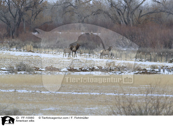American elks / FF-10980