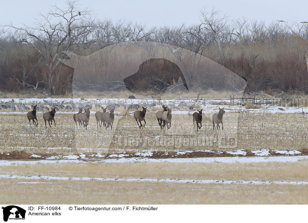American elks / FF-10984