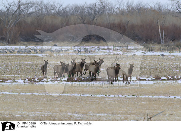 American elks / FF-10986