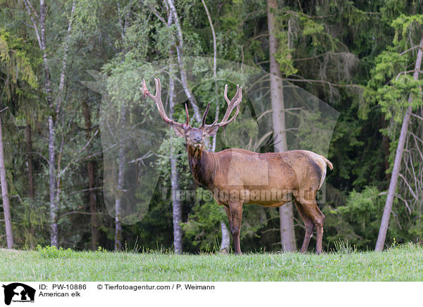 American elk / PW-10886